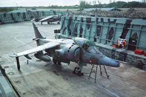 Harrier at Belize