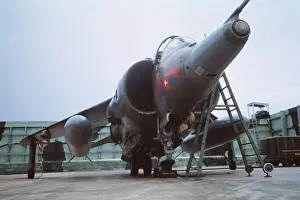 Harrier at Belize