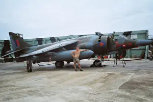 Harrier at Belize