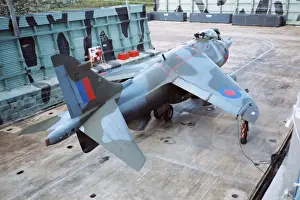 Harrier at Belize