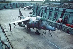 Harrier at Belize