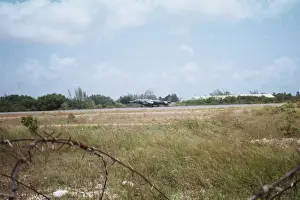 Harrier at Belize