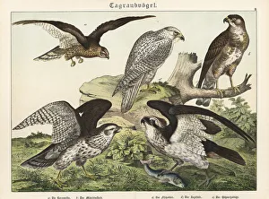 Osprey Prints: Harrier, buzzard, osprey, gyrfalcon and goshawk