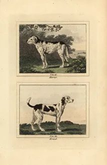 Harrier Prints: Harrier and hound