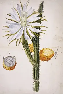 Blooming Prints: Harrisia sp. night-blooming cereus