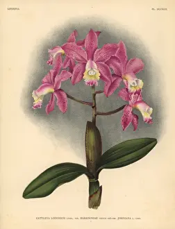 Hothouse Prints: Harrisoniae variety of Cattleya loddigesi, Lindl, orchid