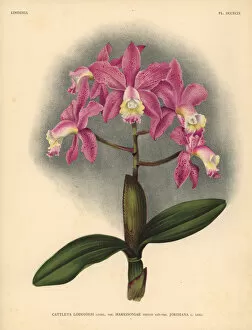 Orchids Collection: Harrisoniae variety of Cattleya loddigesi, Lindl, orchid