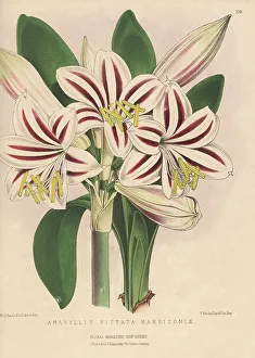 Nurseryman Prints: Harrison's amaryllis, Hippeastrum vittatum