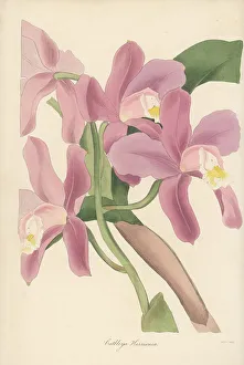 Magazine Of Botany Prints: Harrison's cattleya orchid, Cattleya harrisoniana