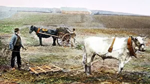 Harrowing Prints: Harrowing possibly in Scotland, Victorian period