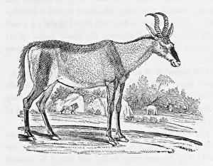 Hartbeest (Bewick)