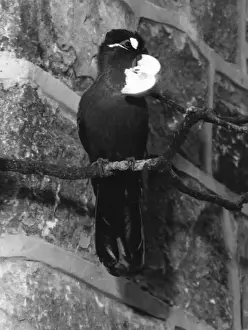 Hartlaubs Touroco