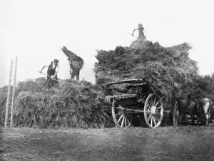 Harvest - Gathering the Hay