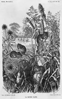 Nest Prints: Harvest Mice
