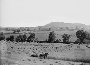 Harvest near Scrabo