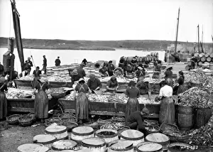 The Harvest of the Sea, Ardglass