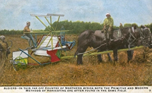 Images Dated 12th January 2012: Harvesting in Algeria