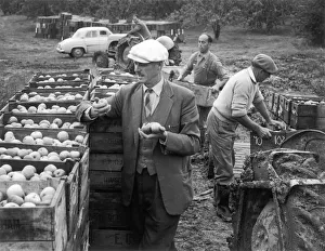 Transporting Gallery: Harvesting Apples