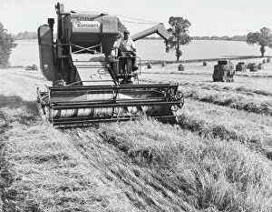Harvesting Barley