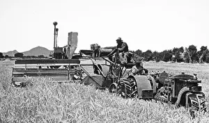 Harvesting barley Fort Collins Colorado USA early 1900s