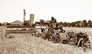 Harvesting barley Fort Collins Colorado USA early 1900s