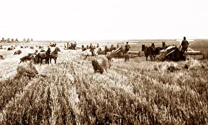 Alberta Prints: Harvesting on the Canadian Prairies, early 1900s