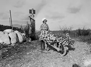 Freshly Prints: Harvesting Carnations