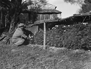 Harvesting Carnations