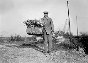 Harvesting Carnations