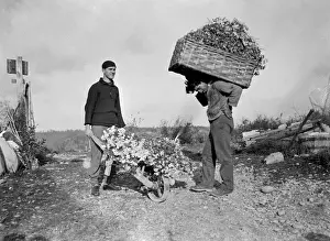 Harvesting Carnations
