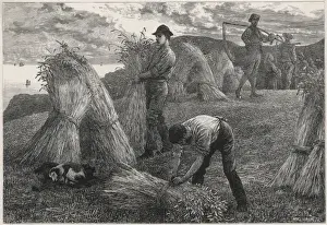 Harvesting Corn 1877