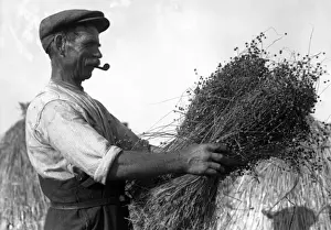 Harvesting Flax 1930S