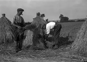 Harvesting Prints: Harvesting Flax 1930S