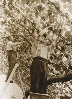 Green House Prints: Harvesting Grapes