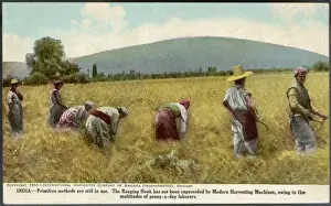 Harvesting in India - 1