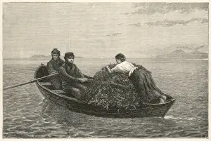 Harvesting kelp