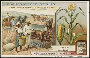Maize Collection: Harvesting Maize