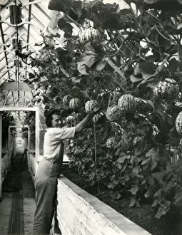 Ripe Prints: HARVESTING MELONS