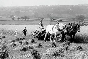 Reaping Prints: Harvesting near Keighley in 1926