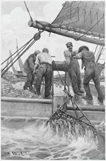 Harvesting Oysters