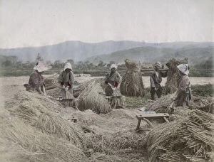 Rice Collection: Harvesting the rice crop in Japan