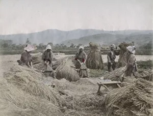 Feed Gallery: Harvesting the rice crop in Japan