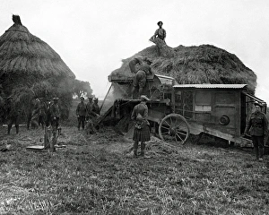 Images Dated 29th January 2009: Harvesting scene with soldiers, Western Front, WW1