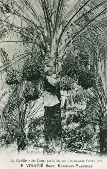 Bunches Prints: Harvesting of Tunisian dates