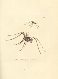 Sowerby Prints: Harvestman spider, Megabunus diadema