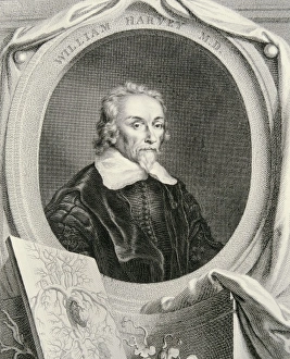Anatomist Gallery: HARVEY, William (1578-1657). English anatomist