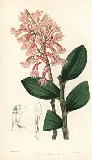 Hasselts dendrobium orchid, Dendrobium hasseltii