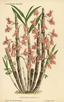 Dendrobium Prints: Hasselts dendrobium orchid or spinach orchid