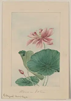 Hasu - lotus