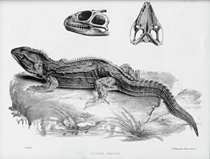 Diapsida Gallery: Hatteria punctata, great fringed lizard of New Zealand
